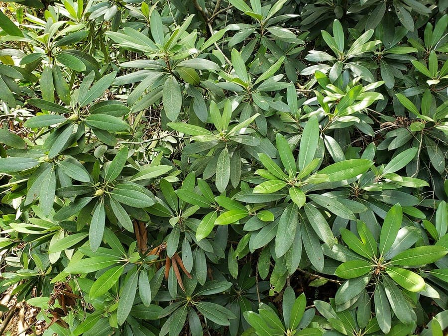 Rhododendron avec fleurs violettes et feuillage brillant