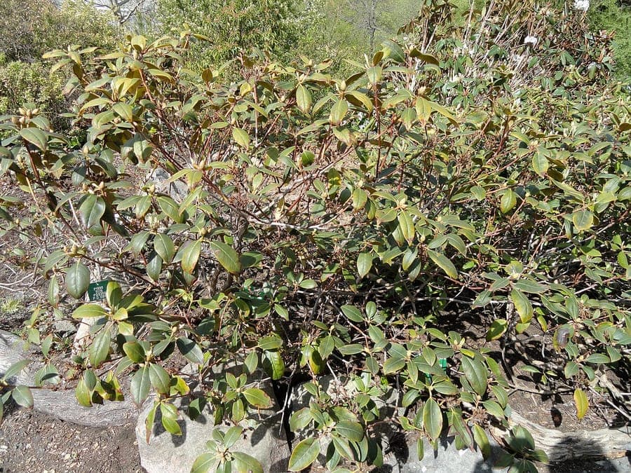 Rhododendron minus Piedmont rododendron met roze bloemen