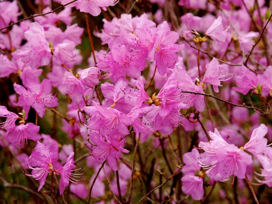 Rhododendron mucronulatum met roze bloemen