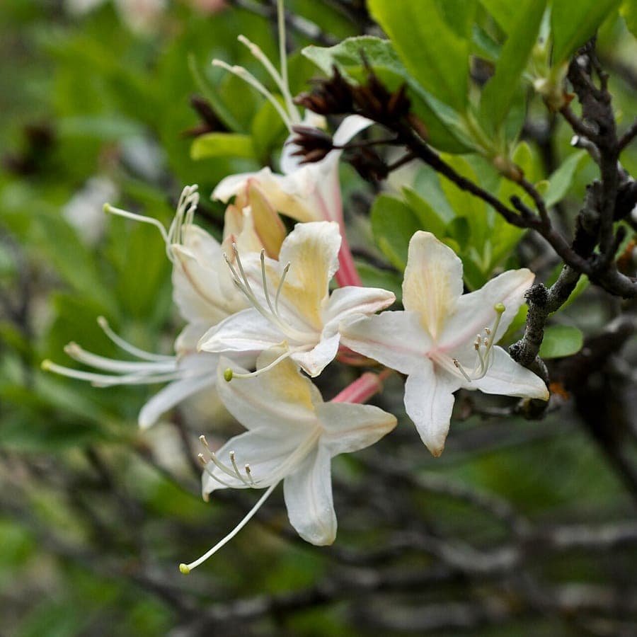Azalee occidentale avec fleurs roses et blanches en fleur