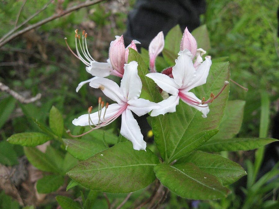 Rose-rode bloemen van Rhododendron periclymenoides