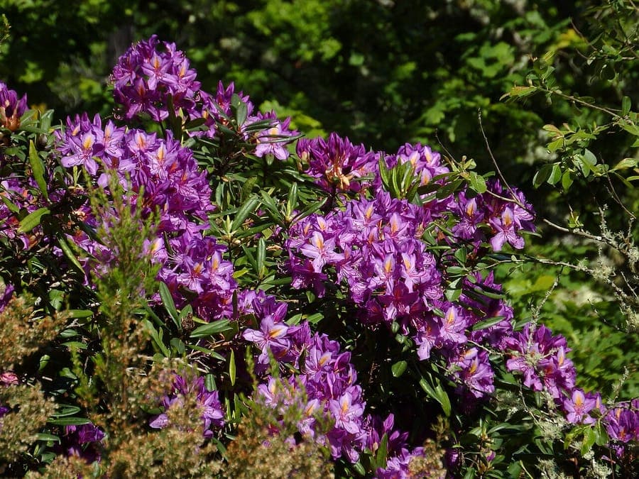Pontische rododendron in volle bloei met paarse bloemen onder een lichte schaduwrijke omgeving