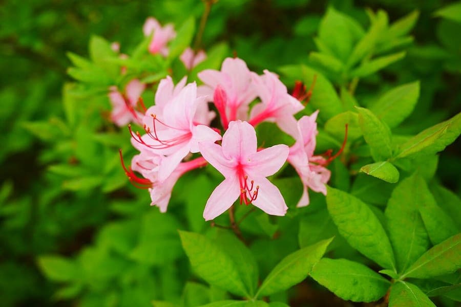 Azalee precoce avec ses fleurs rose et son feuillage vert qui emerge