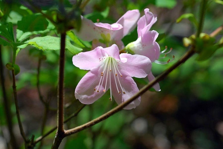 Rhododendron schlippenbachii with large pink flowers