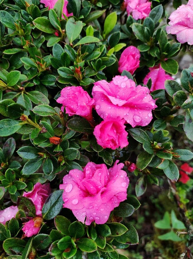 Simsii-Azalea bloemen in volle kleuren