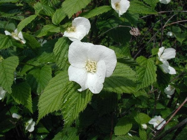 Witte bloemen van Rhodotypos scandens met glanzen zwarte vruchten