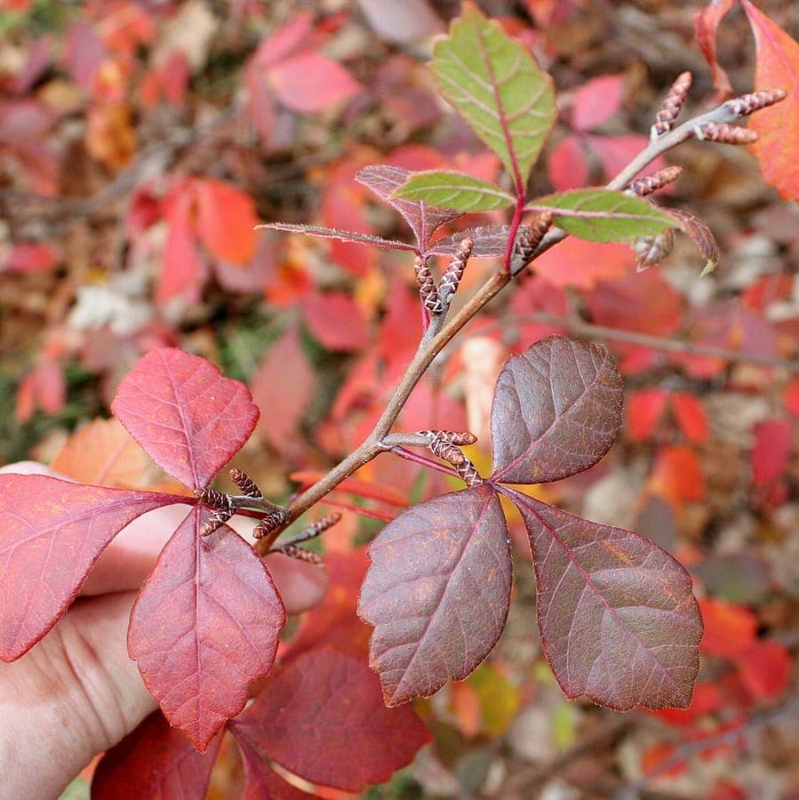 Rhus aromatica aromatic sumac shrub with glossy leaves and autumn red colour