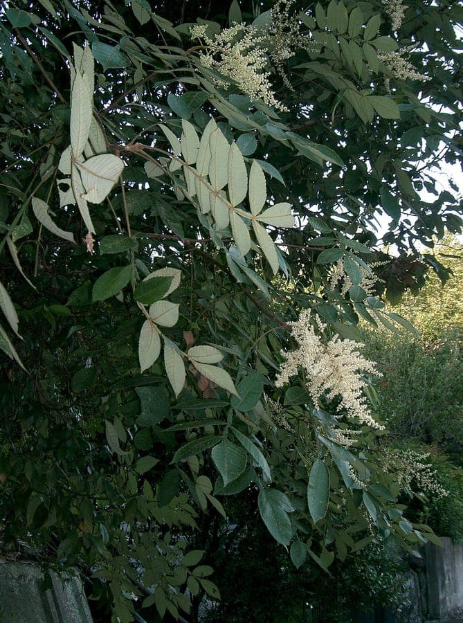 Chinese gall tree in natural growth with autumn foliage
