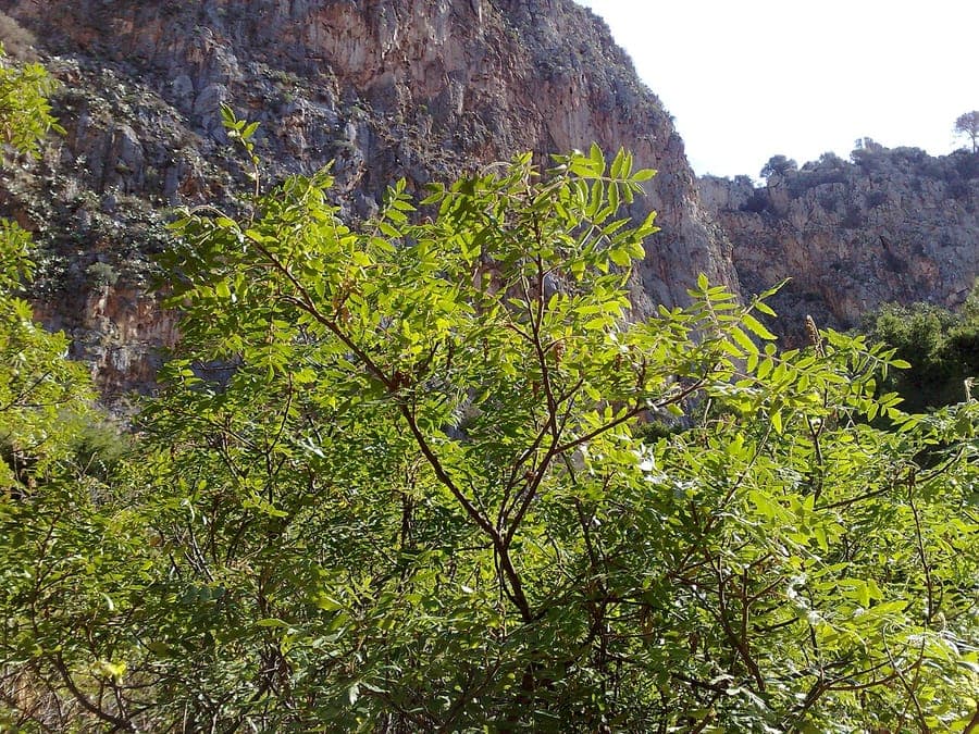 Rhus coriaria struik met rode bessen en groene bladeren