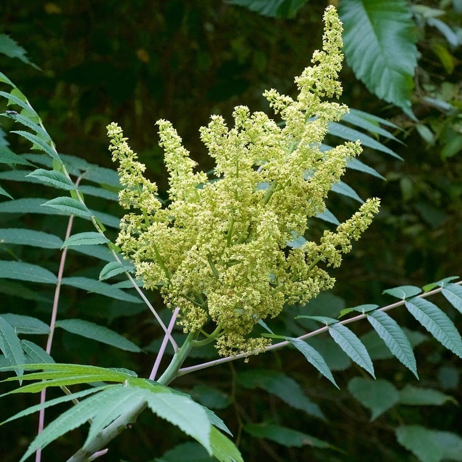 Smooth sumac plant with vibrant red foliage and berry clusters in bright sunlight