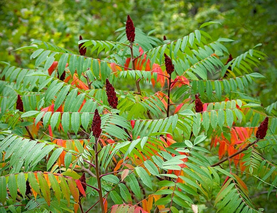 Arbre Rhus typhina aux rameaux veloutés et pyramides de fruits rouges