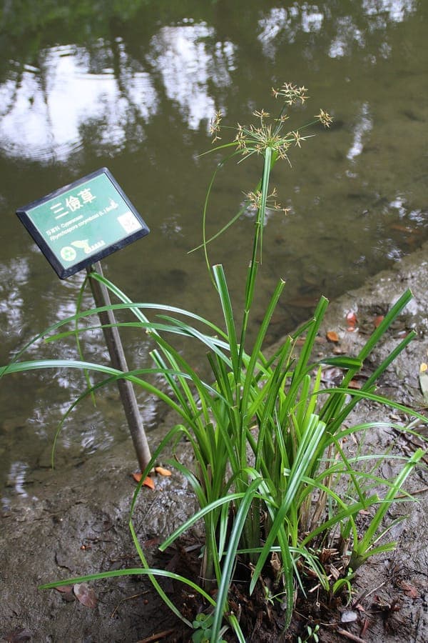 Gouden snavelbies (Rhynchospora corymbosa) met goudgele bloemschermen en lange groene bladeren langs het water