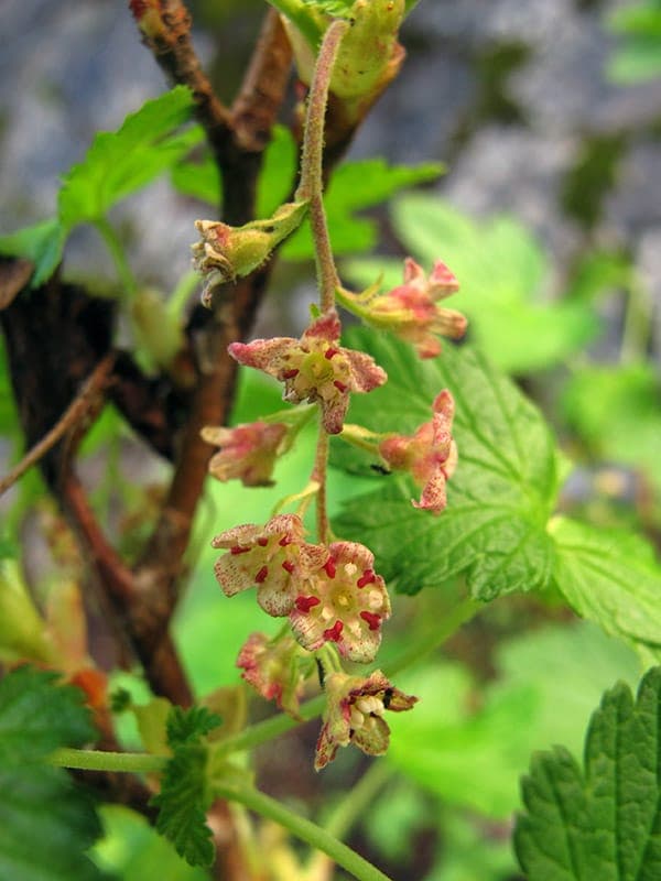 Ribes acerifolium Mapleleaf currant dark purple berries
