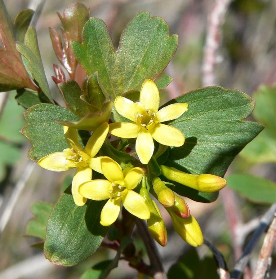 Golden yellow flowers of Golden currant against green foliage in full growth
