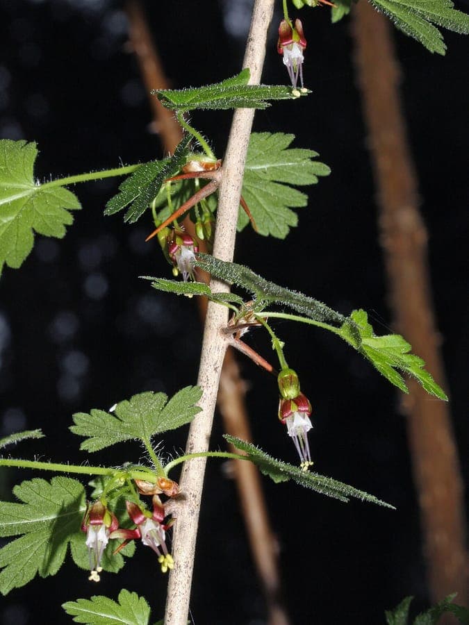 Groseillier divariqué en fleurs, avec tiges pourpres et grappes de fleurs jaune pâle