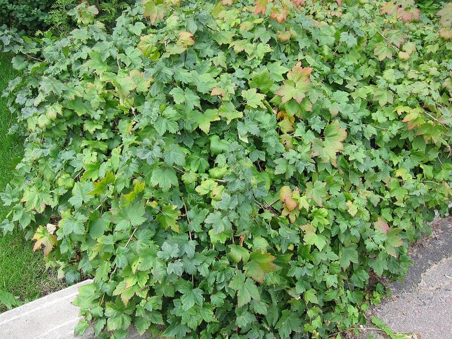 Stinktier-Johannisbeere mit charakteristischem duftend em Laub