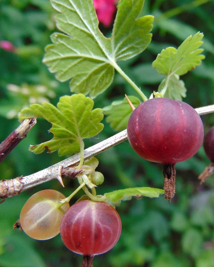 American Gooseberry with red berries and green foliage