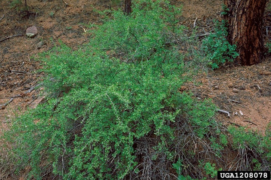 Ribes inerme branches with berries and foliage