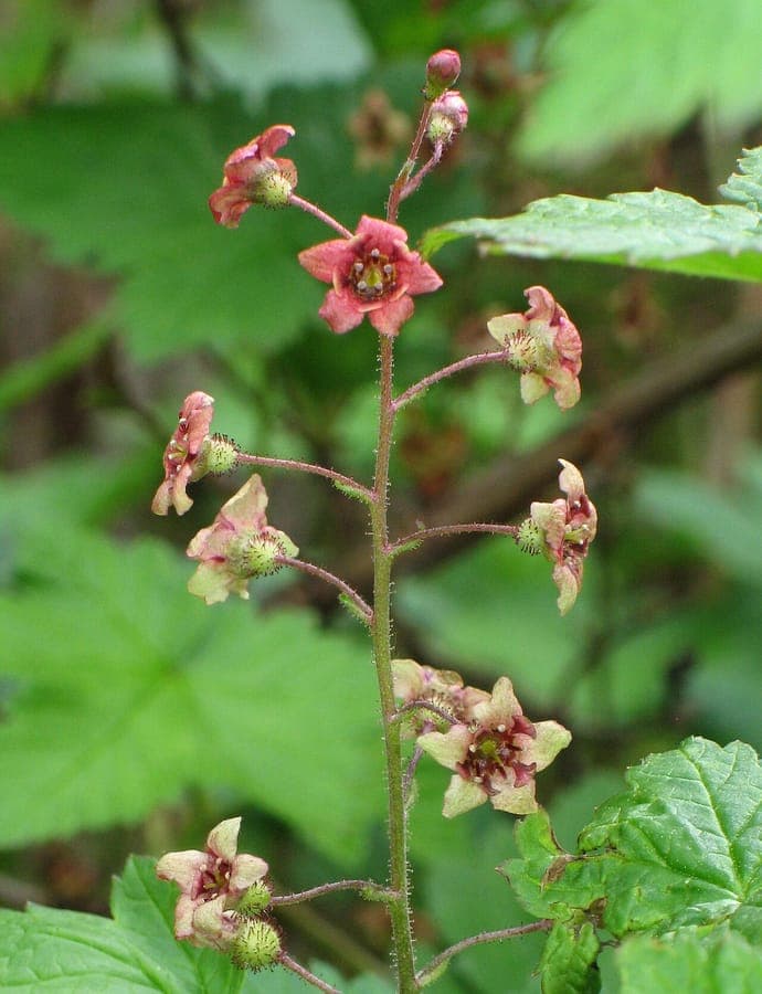 Ribes laxiflorum with black berries and foliage