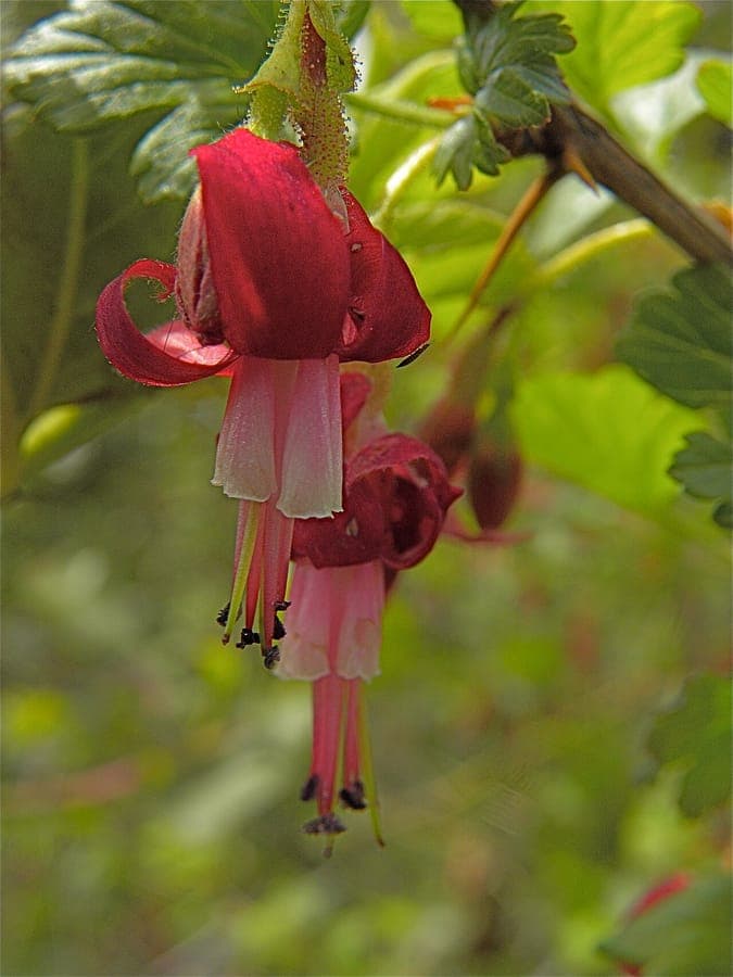 Ribes lobbii flowers and thorny branches