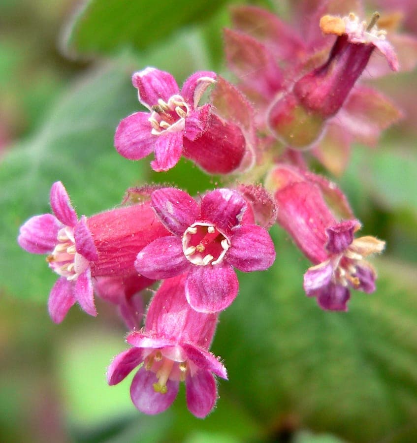 Ribes malvaceum Chaparral currant pink flowers