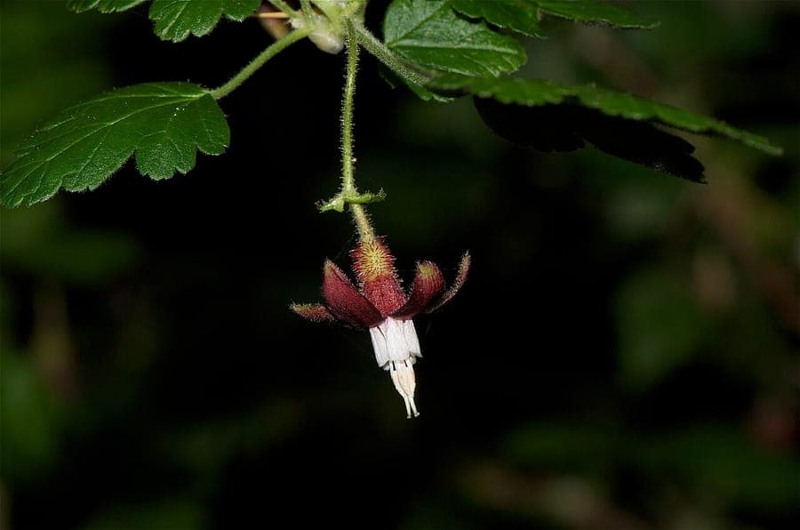 Canyon gooseberry (Ribes menziesii) shrub with flowers in wild landscape