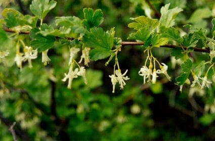 Snow Currant (Ribes niveum) with snowy white flowers and dark fruit berries
