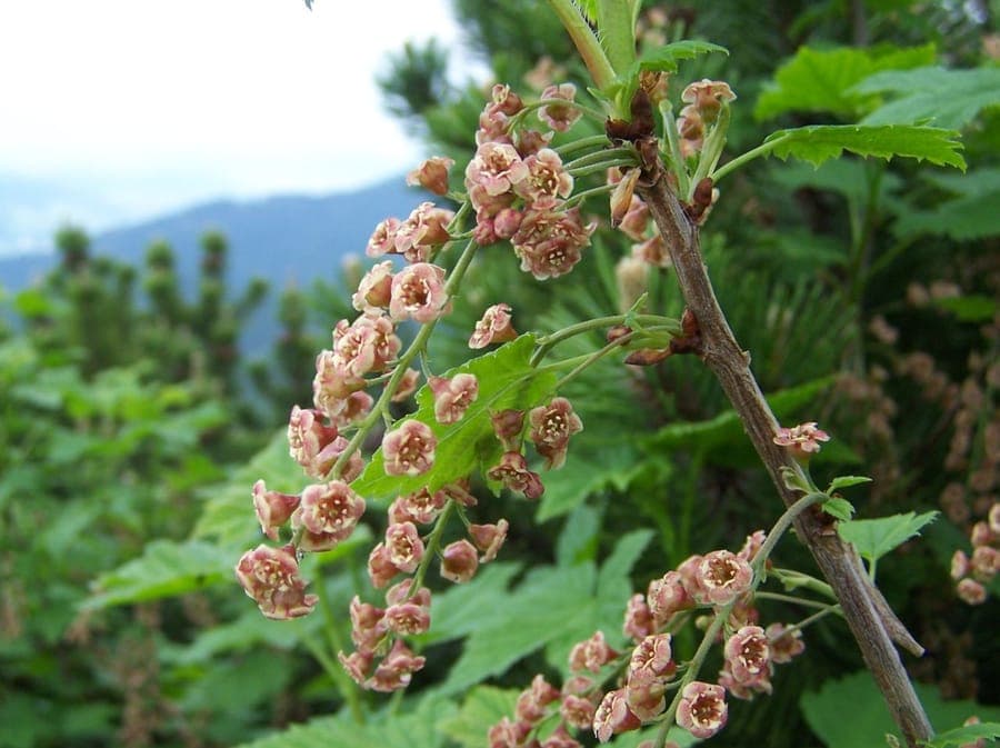 Rock currant (Ribes petraeum) in a rocky woodland edge with grey-green foliage and hanging flower clusters