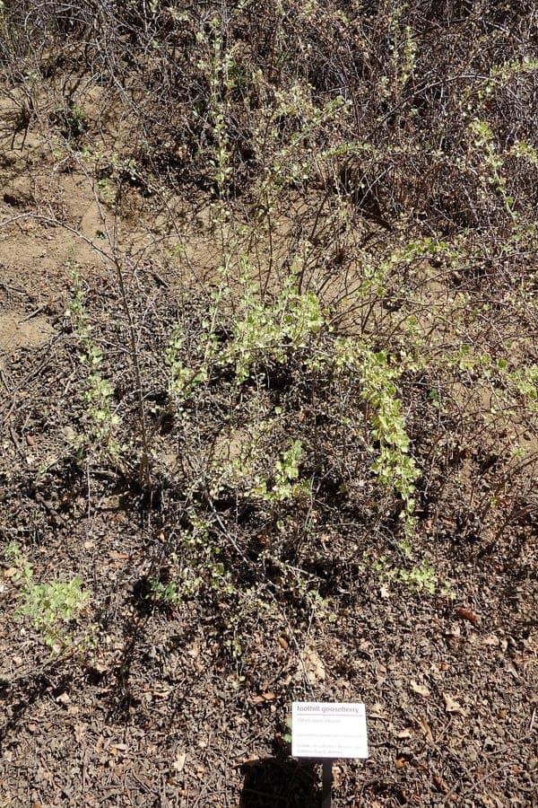 Oak gooseberry (Ribes quercetorum) shrub in rocky mountain landscape