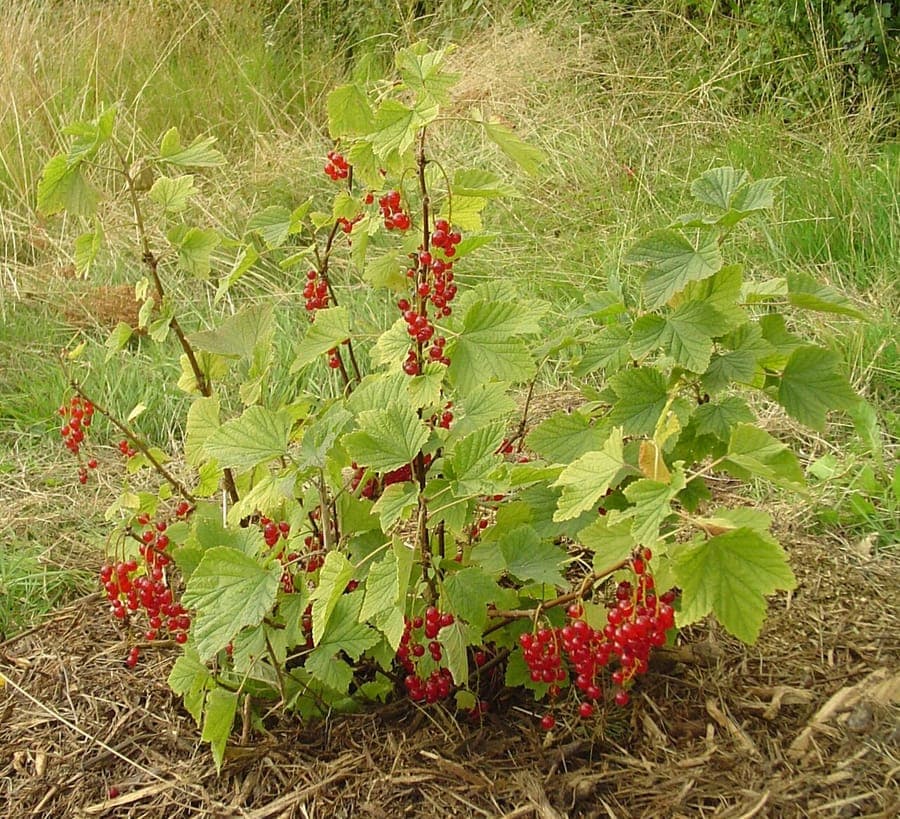 Garden currant (Ribes rubrum) in early spring with clusters of green flowers and fresh green foliage