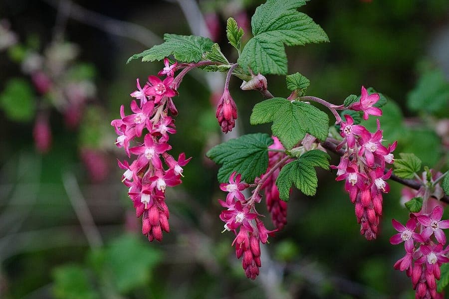Blut-Johannisbeere in voller Blüte mit rosa-roten Blütenbüscheln