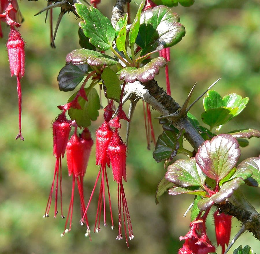 Fuchsien-Stachelbeere (Ribes speciosum) mit charakteristischen roten Blüten