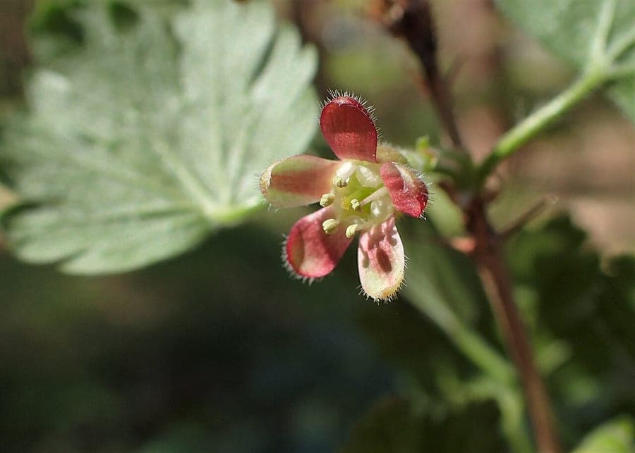 Stachelbeerstrauch in voller Blüte mit kleinen grünen und purpurnen Blüten und dornigen jungen Trieben.