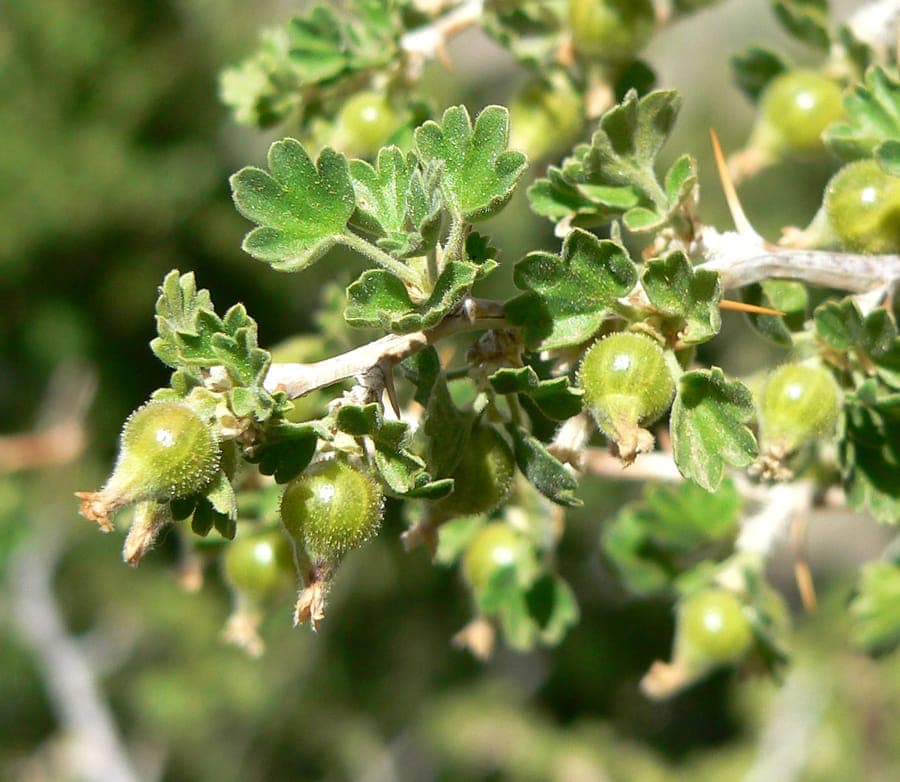 Desert gooseberry (Ribes velutinum) in dry mountain landscape with mineral soil