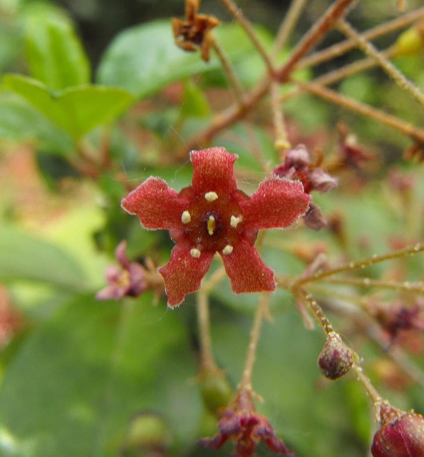 Insel-Stachelbeere (Ribes viburnifolium) Strauch mit glänzend grünen Blättern und roten Blüten