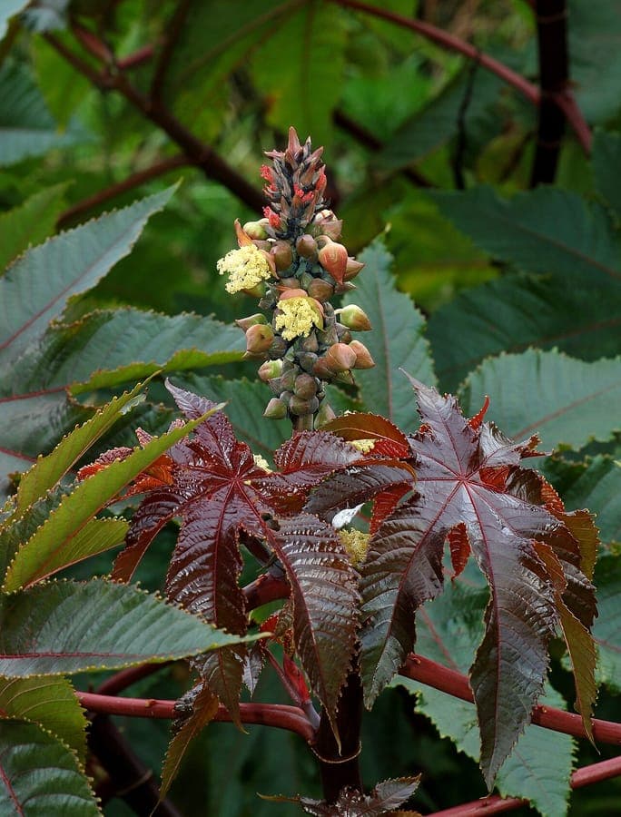 Ricin affichant d'enormes feuilles lobees et grappes florales rouges