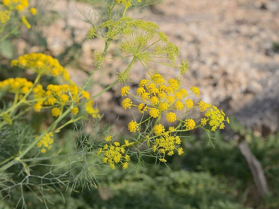 Gelbe Doldenblüten von Ridolfia segetum