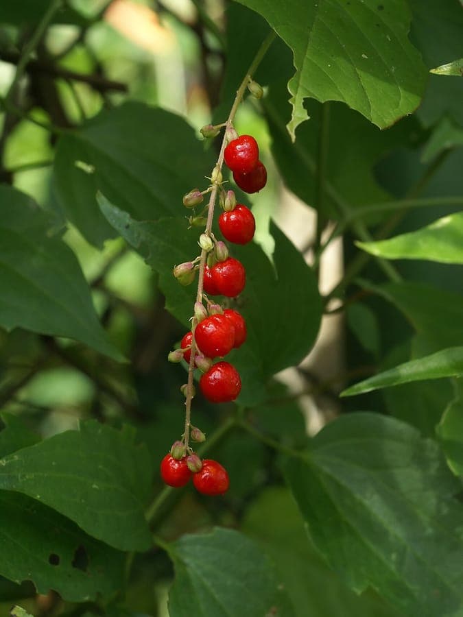 Rivina humilis coralberry red berries and green foliage