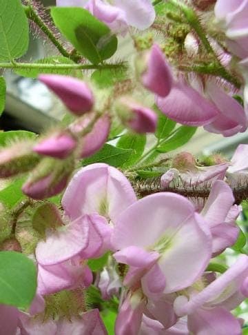 Roseacacia mit rosa Bluetentrauben und fein verteiltem Blattwerk