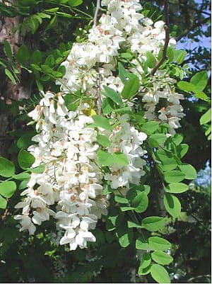 Black locust displaying white drooping flower clusters and airy foliage