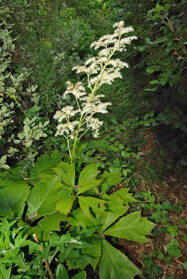 Rodgersia (Rodgersia podophylla) with large palmate leaves and creamy white plumes