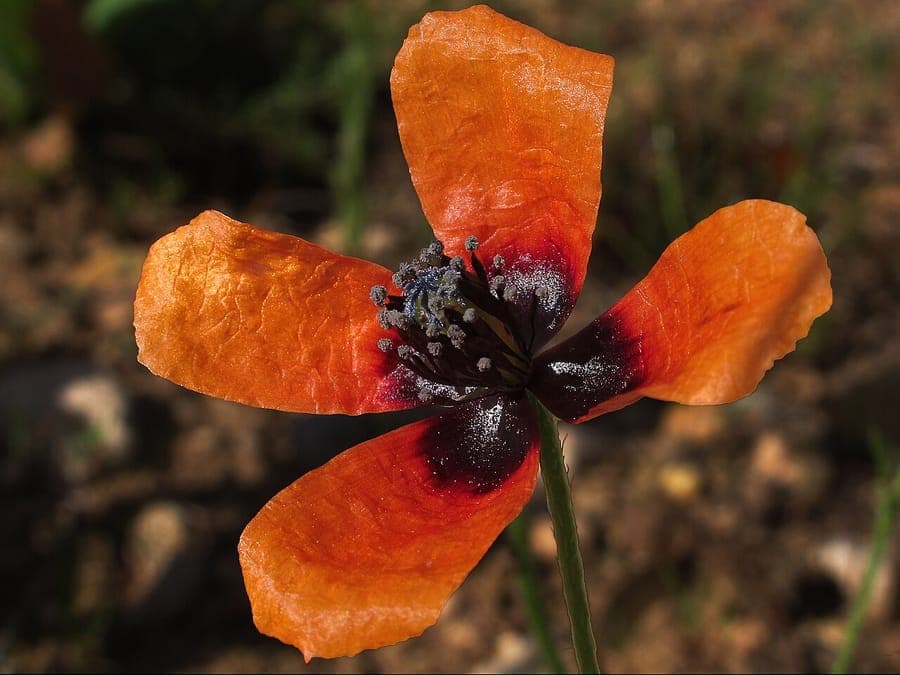 Pavot argemone avec des fleurs pourpres delicates