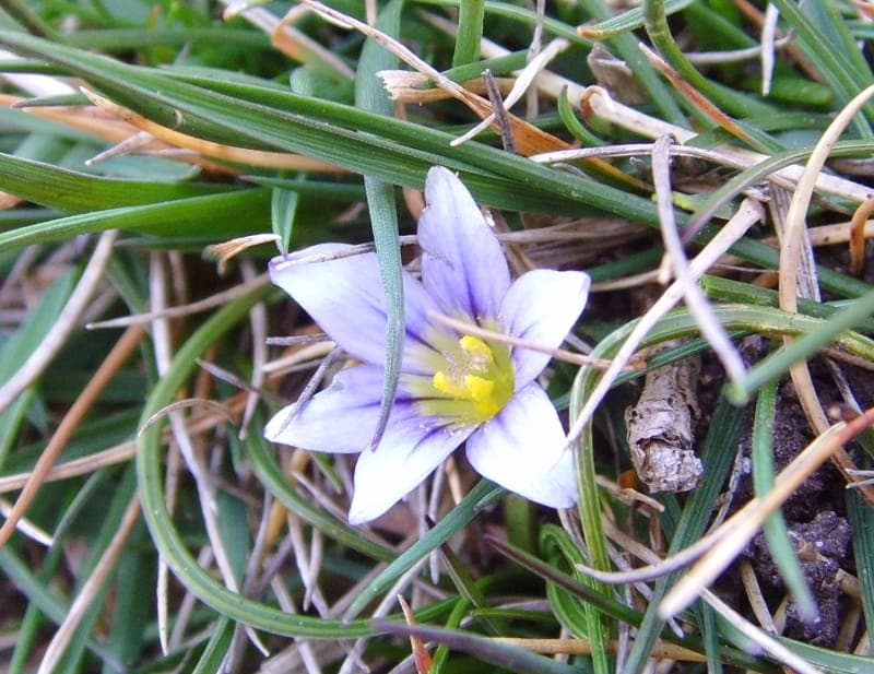 Sand-crocus with delicate white and blue flowers