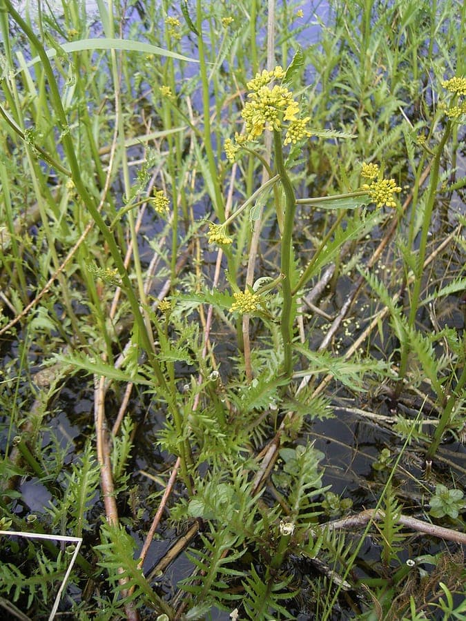 Grose Sumpfkresse Pflanze mit gelben Bluten