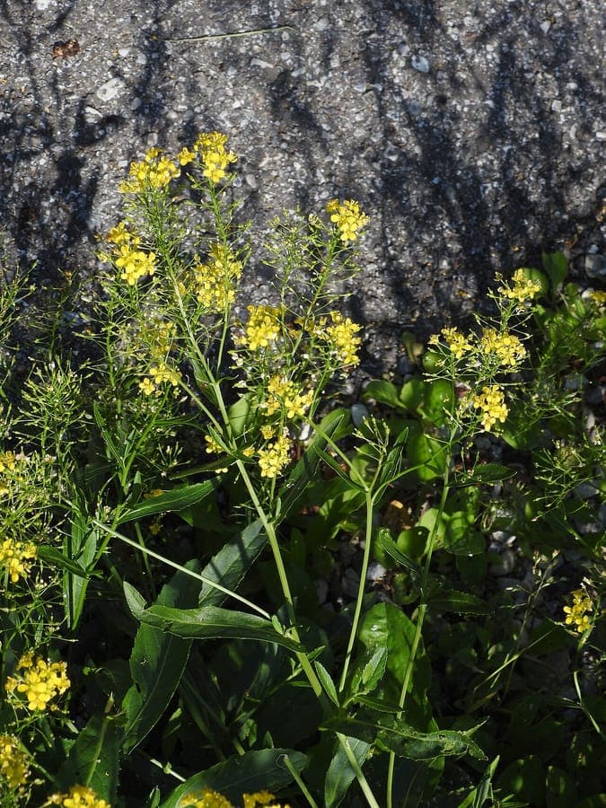 Osterreichische Sumpfkresse mit goldenroten Bluten und Laub uber Wasser