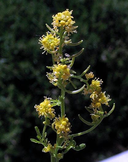Rorippa curvisiliqua mit gelben Blüten und gebogenen Schoten