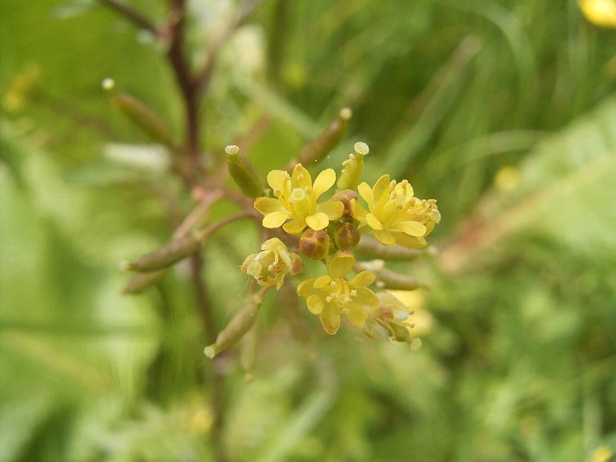 Marsh cress plant with small yellow flowers