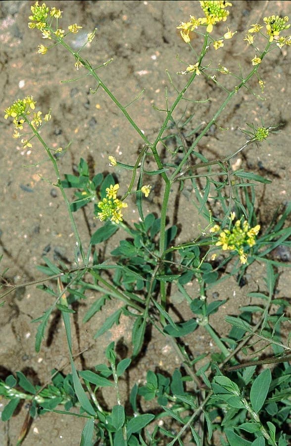 Kruipende waterkersgroente plant met gele bloemen