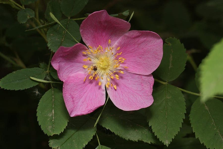 Rosier aciculaire en fleurs rouges vif sur fond de sous-bois clairsemé, avec feuillage vert foncé et tiges épineuses