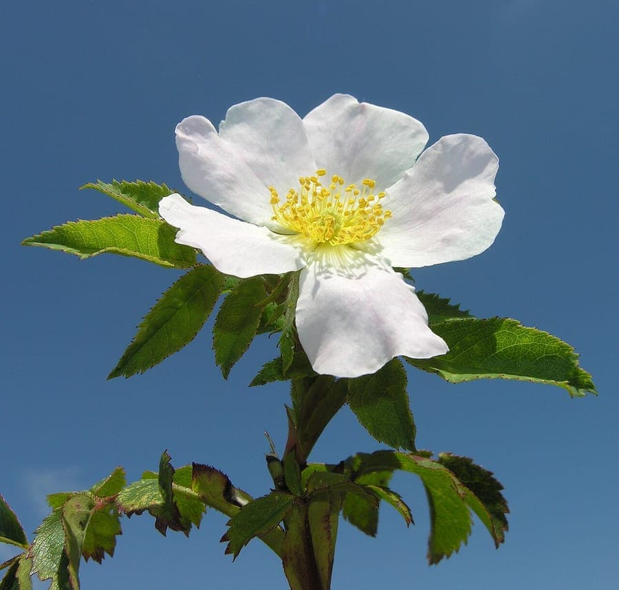 Fieldbriar with pink blooms and red fruits